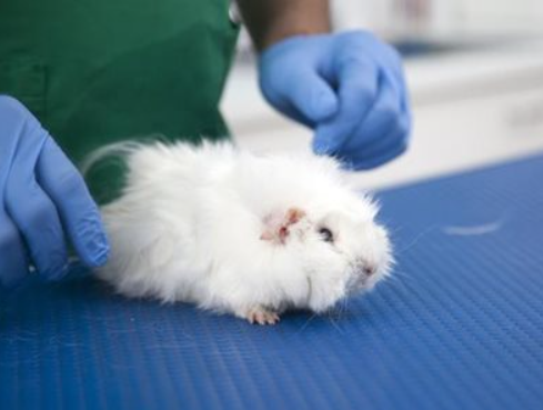 guineapigimage-vetstream-vetlexicon-vetacademy-webpartner